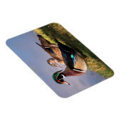 Magnet Flexible Bord de lac, Canard branchu (Côté Droit)