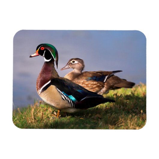Magnet Flexible Bord de lac, Canard branchu (Horizontal)