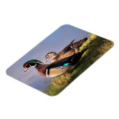 Magnet Flexible Bord de lac, Canard branchu (Côté Gauche)