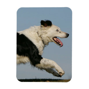 Magnet Flexible Border collie courant 2