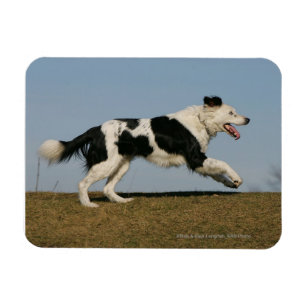 Magnet Flexible Border collie courant 2
