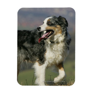 Magnet Flexible Border collie haletant 2
