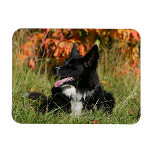 Magnet Flexible Border collie haletant la fixation