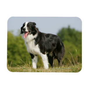 Magnet Flexible Border collie haletant la position
