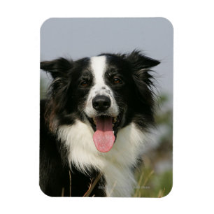 Magnet Flexible Border collie haletant le Headshot 1