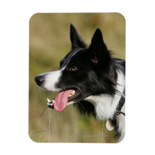 Magnet Flexible Border collie haletant le Headshot 2