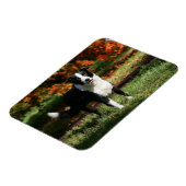 Magnet Flexible Bordure Collie Automne Debout (Côté Gauche)
