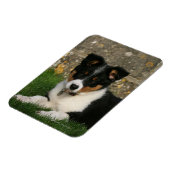 Magnet Flexible Bordure Collie Chiot avec feuille dans la bouche (Côté Gauche)