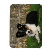 Magnet Flexible Bordure Collie Chiot avec feuille dans la bouche (Vertical)