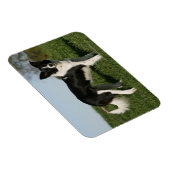Magnet Flexible Bordure Collie Debout (Côté Droit)