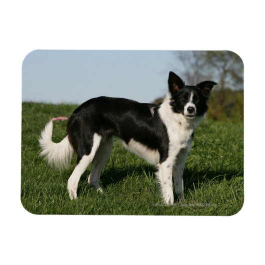 Magnet Flexible Bordure Collie Debout (Horizontal)