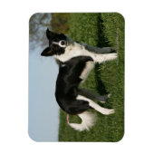 Magnet Flexible Bordure Collie Debout (Vertical)