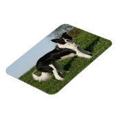 Magnet Flexible Bordure Collie Debout (Côté Gauche)