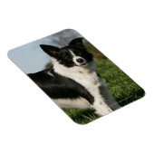 Magnet Flexible Bordure Collie Debout (Côté Droit)