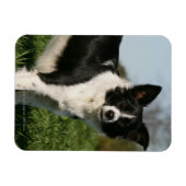 Magnet Flexible Bordure Collie Debout (Horizontal)