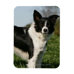 Magnet Flexible Bordure Collie Debout