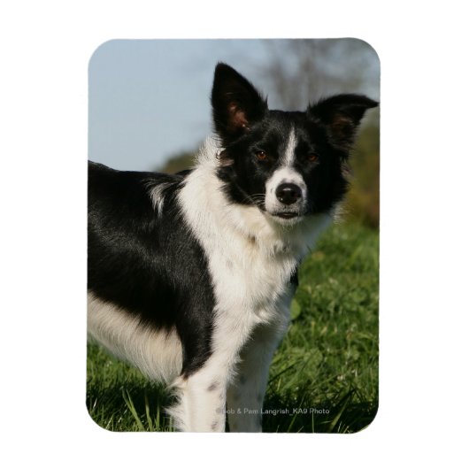 Magnet Flexible Bordure Collie Debout (Vertical)