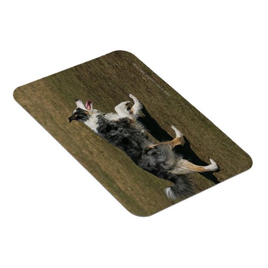 Magnet Flexible Bordure Collie Exécution 1 (Côté Droit)