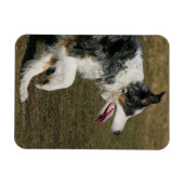Magnet Flexible Bordure Collie Exécution 1 (Horizontal)