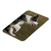 Magnet Flexible Bordure Collie Exécution 1 (Côté Gauche)