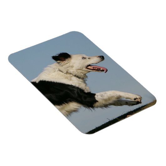 Magnet Flexible Bordure Collie Exécution 2 (Côté Droit)