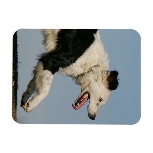 Magnet Flexible Bordure Collie Exécution 2 (Horizontal)