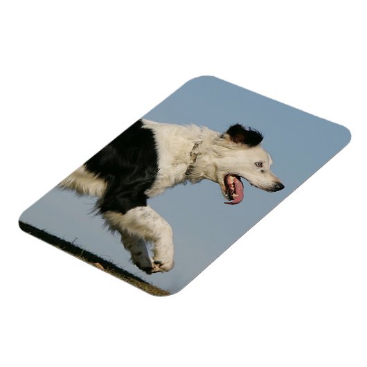 Magnet Flexible Bordure Collie Exécution 2 (Côté Gauche)