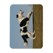Magnet Flexible Bordure Collie Exécution 2 (Vertical)