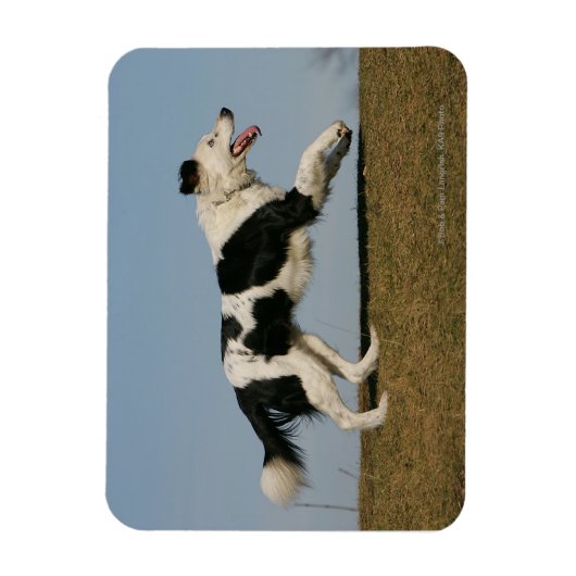 Magnet Flexible Bordure Collie Exécution 2 (Vertical)