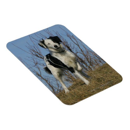 Magnet Flexible Bordure Collie Leg (Côté Droit)