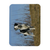 Magnet Flexible Bordure Collie Leg (Vertical)