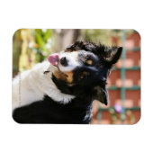 Magnet Flexible Bordure Collie Panne 1 (Horizontal)