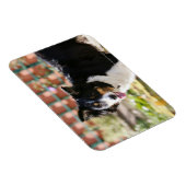 Magnet Flexible Bordure Collie Panne 1 (Côté Droit)