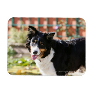 Magnet Flexible Bordure Collie Panne 1