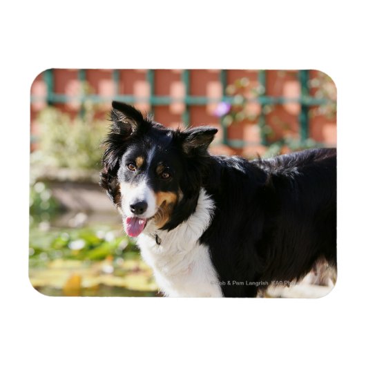 Magnet Flexible Bordure Collie Panne 1 (Horizontal)
