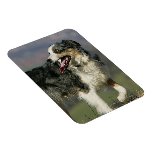 Magnet Flexible Bordure Collie Panne 2 (Côté Droit)