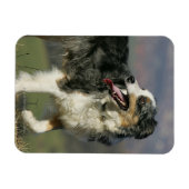 Magnet Flexible Bordure Collie Panne 2 (Horizontal)