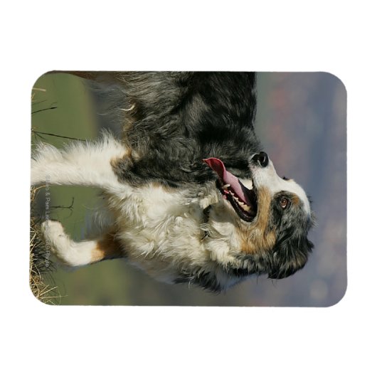 Magnet Flexible Bordure Collie Panne 2 (Horizontal)