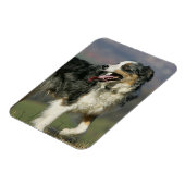 Magnet Flexible Bordure Collie Panne 2 (Côté Gauche)