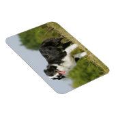 Magnet Flexible Bordure Collie Panne debout (Côté Droit)