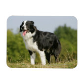 Magnet Flexible Bordure Collie Panne debout (Horizontal)