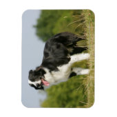 Magnet Flexible Bordure Collie Panne debout (Vertical)