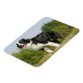 Magnet Flexible Bordure Collie Panne debout (Côté Gauche)