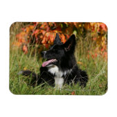 Magnet Flexible Bordure Collie Panne S'Étalant (Horizontal)