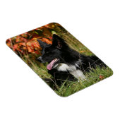 Magnet Flexible Bordure Collie Panne S'Étalant (Côté Droit)