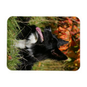 Magnet Flexible Bordure Collie Panne S'Étalant (Horizontal)