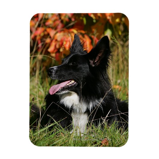 Magnet Flexible Bordure Collie Panne S'Étalant (Vertical)
