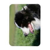 Magnet Flexible Bordure Collie Puppy S'Éclatant (Vertical)