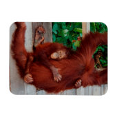 Magnet Flexible Bornéo orangoutan (Horizontal)