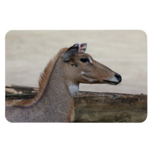 Magnet Flexible Boselaphus tragocamelus
